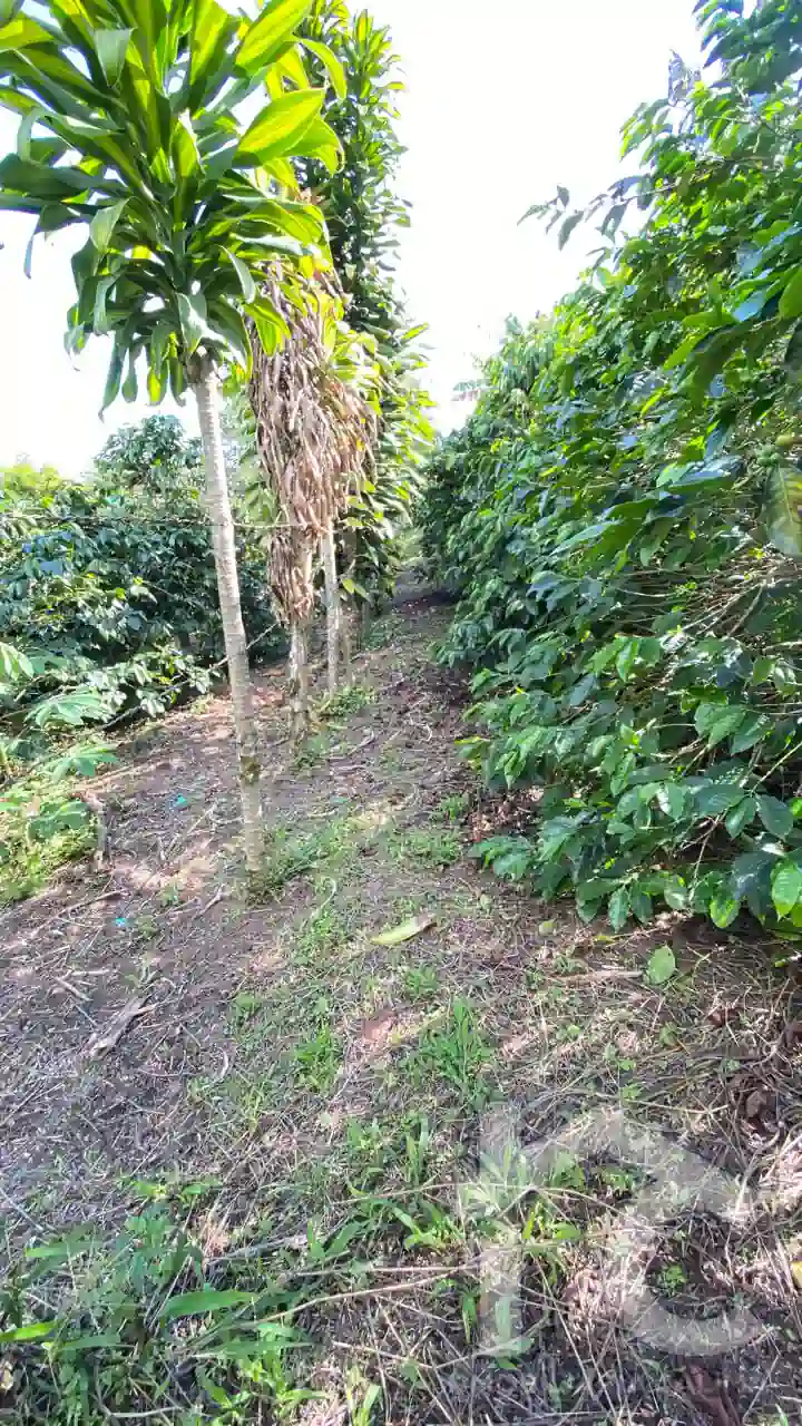 Finca Agrícola La Galaxia